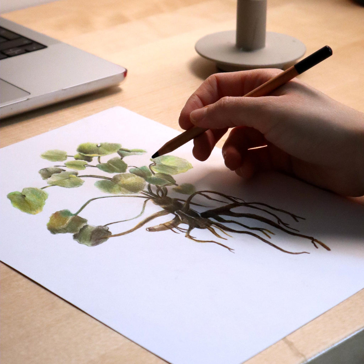 Colored pencil botanical drawing of a plant with leaves and roots, pencil in hand.